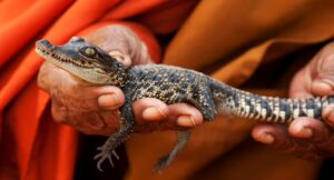 Siamensis Crocodile