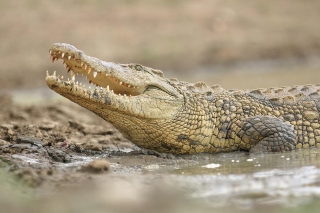 nile crocodile