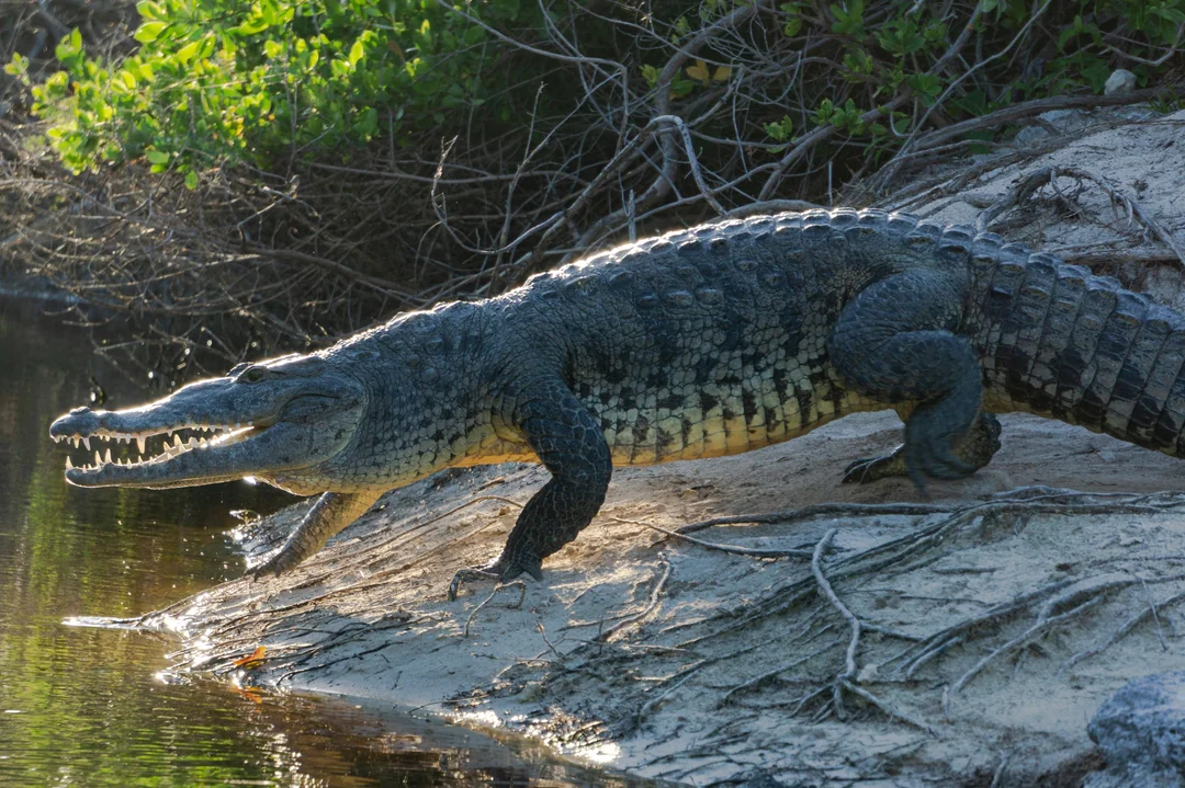 Crocodylus moreletii