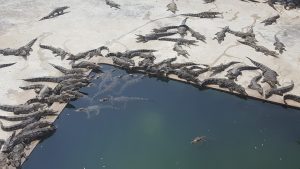 Crocodile Farm