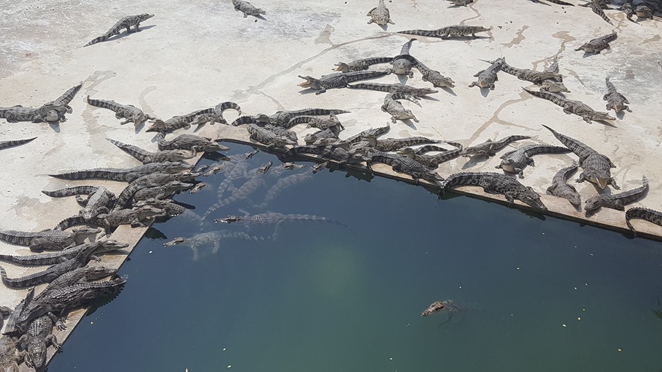 Crocodile Farm