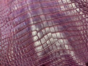 crocodile special color